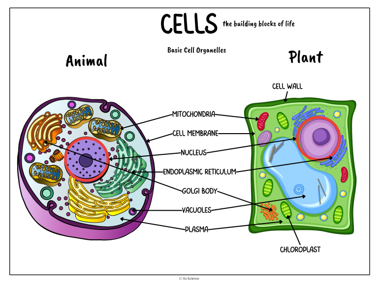 cell anatomy science concept poster