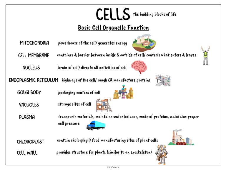 cell function science concept poster