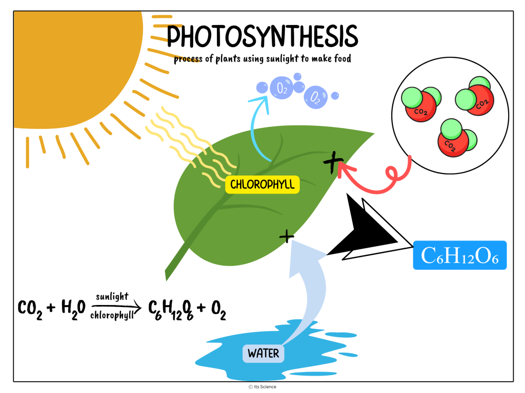 photosynthesis science concept poster