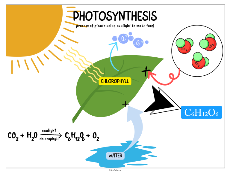 photosynthesis science concepts poster