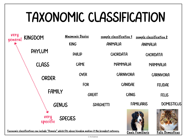 taxonomy science concept poster