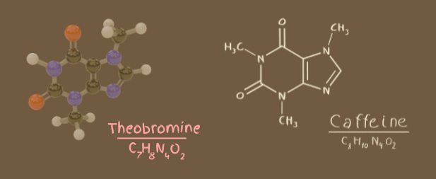 theobromine & caffeine science of chocolate